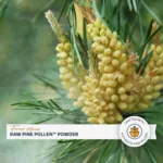 Pó de Pinho Cru Forest Manna 100g - Alimento Funcional para Vitalidade e Nutrição Adaptogênica - 7